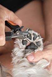Groomer cutting nails of dog with cutter