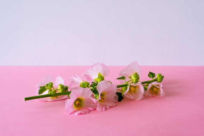 Pink flowers in a pink background
