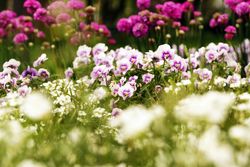 Flowerbed with various flowers in park