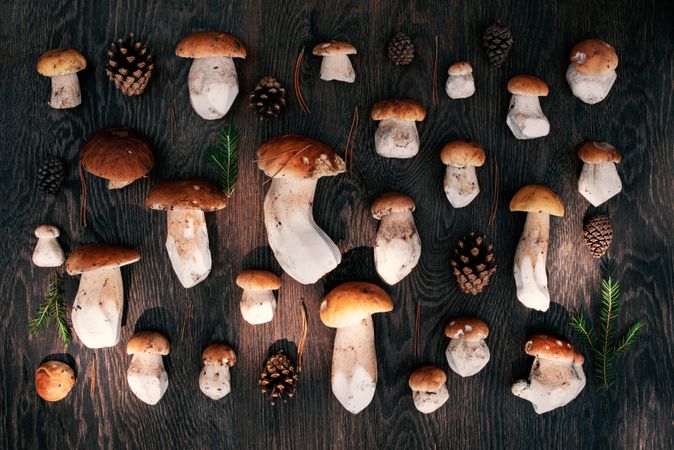 Top view of clean wild mushrooms on dark wood table with pinecones and fir tips
