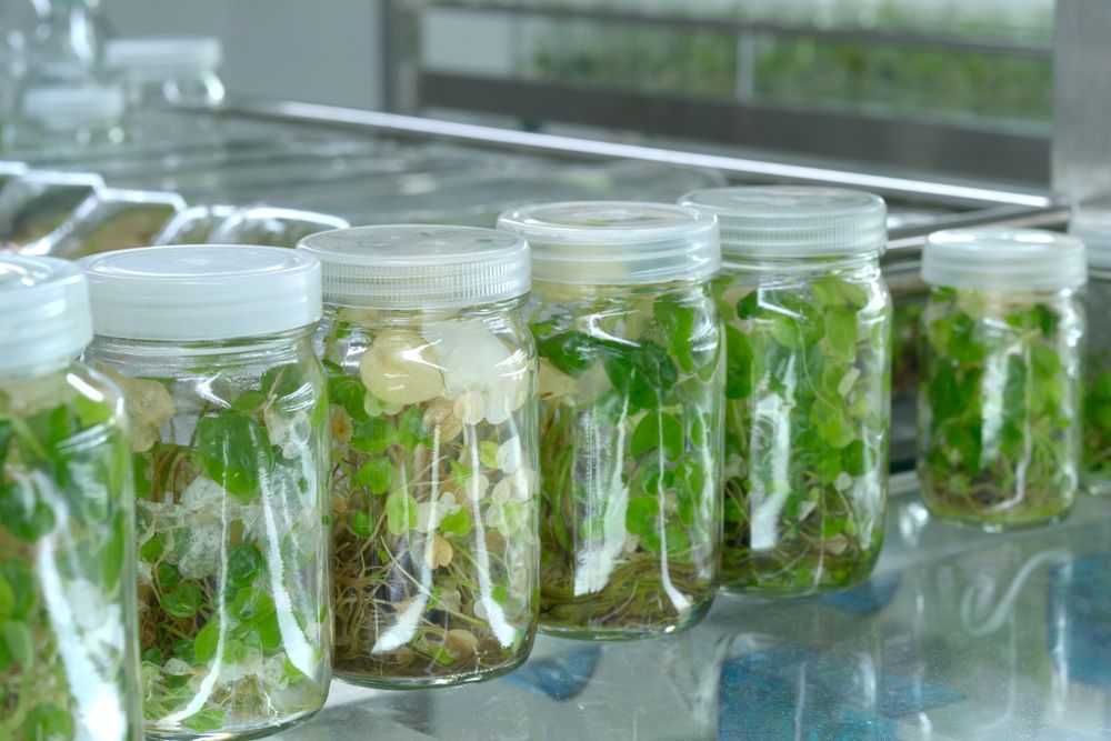 Plant tissue culture