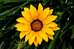 Open yellow flower, surrounded by green leaves