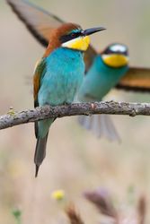 Birds standing on tree branch