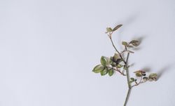 Branch on bright pastel pink light background