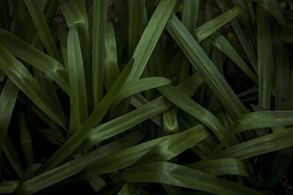 Long plant leaves. Lush green background of nature
