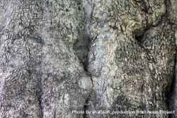 Close up texture of flakey tree trunk 5rRdd5