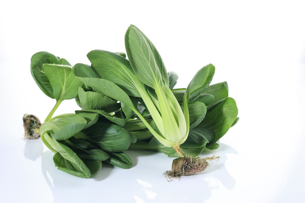Fresh Bok Choy or Chinese Cabbage Isolated