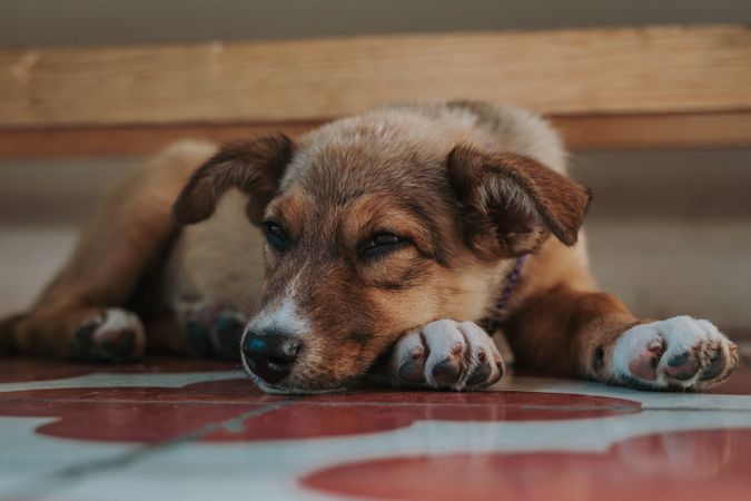 Tired dog lying on paws