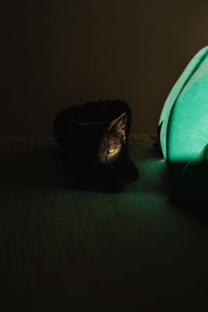Cute cat under ray of light on a bed