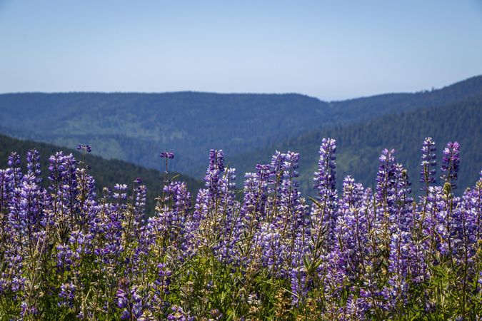Purple lupine flowers atop a mountain