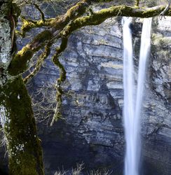 Autumn tree and waterfall