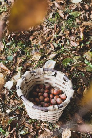Ripe hazelnut in wicker basket in forest