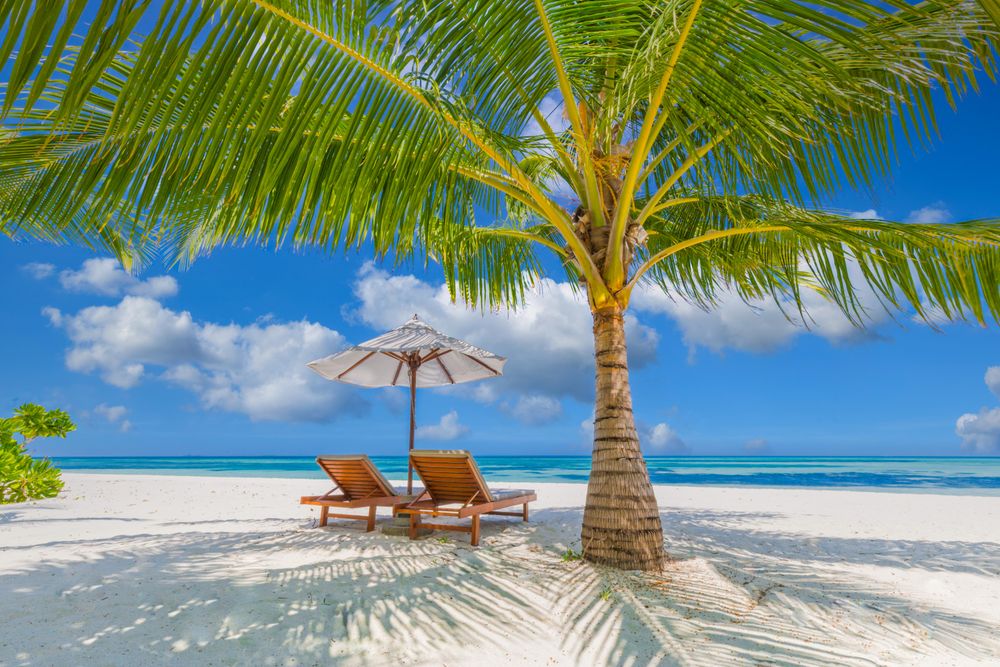 Two reclining chairs under a palm tree on the beach