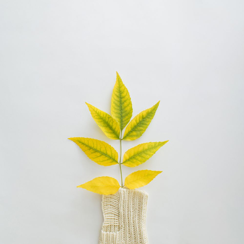 Season flat lay design with branch of leaves changing colors
