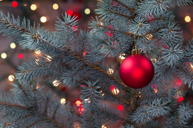 Red ornament hanging from Pine Tree Branch