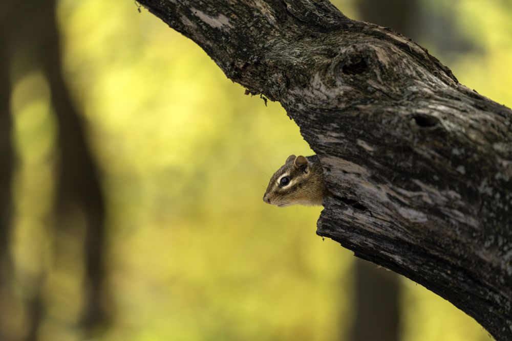 Chipmunk at Father Hennepin State Park, Minnesota