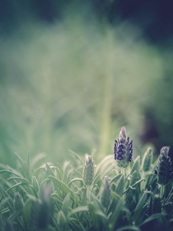 Pretty flower growing in garden