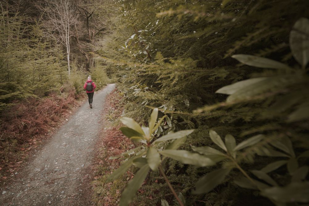 Traveler walking on forest trail