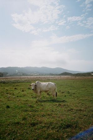 Light cow on brown grass