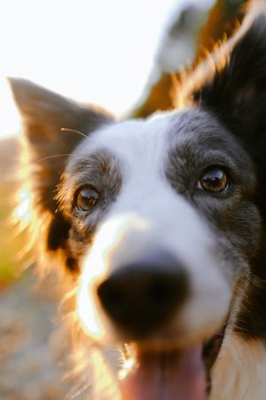 Border collie sitting on meadow