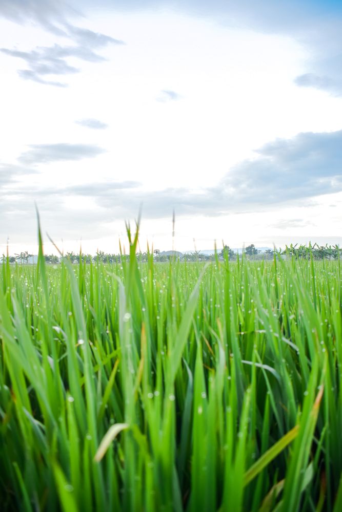 Close up of green grass on overcast day
