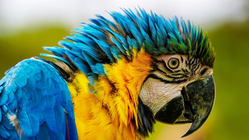 Blue yellow macaw parrot in close-up