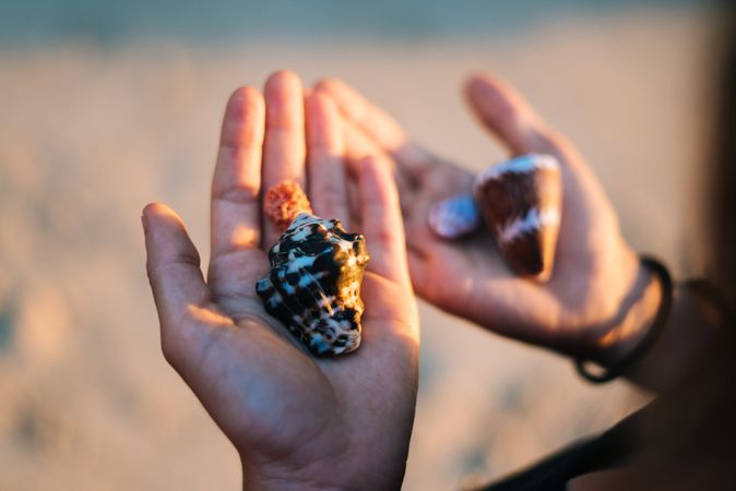 Hands holding seashells at the beach