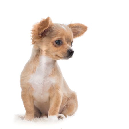 Cute chihuahua puppy looking to the right on a light background