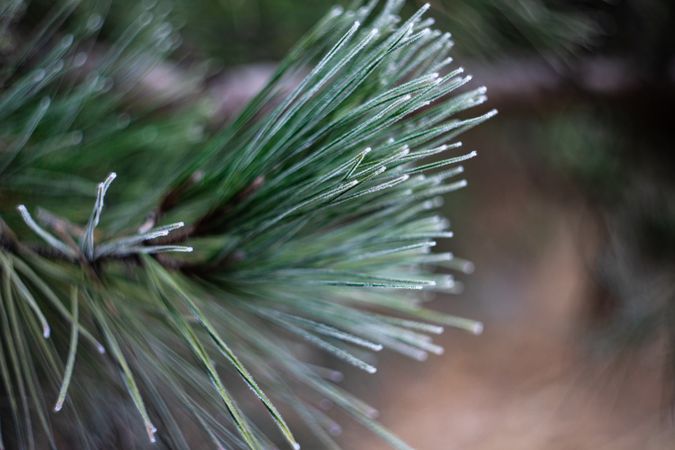 Close up of pine branch in winter