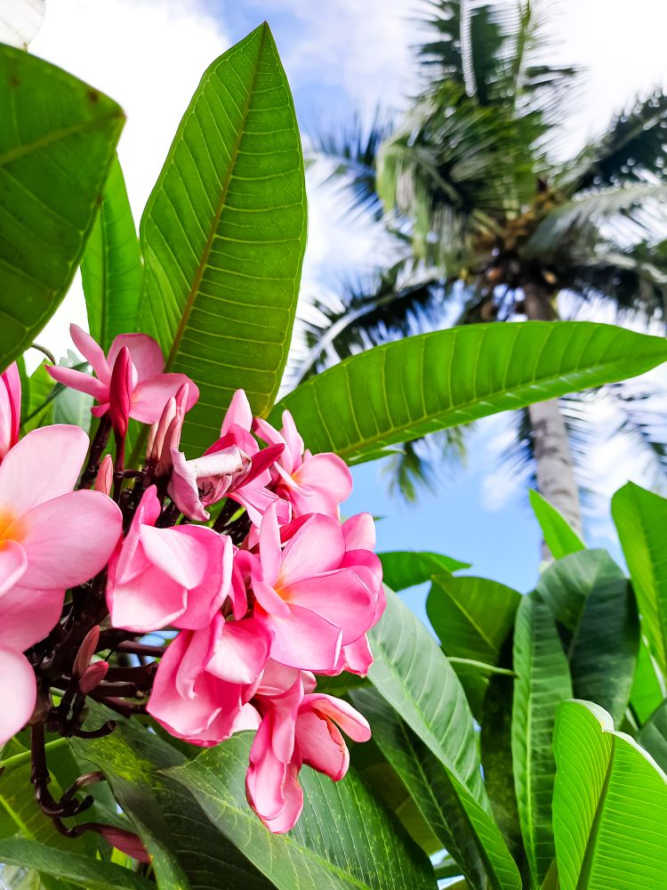 Plumeria Rubra or Bunga Kamboja Bali merah in Indonesian.