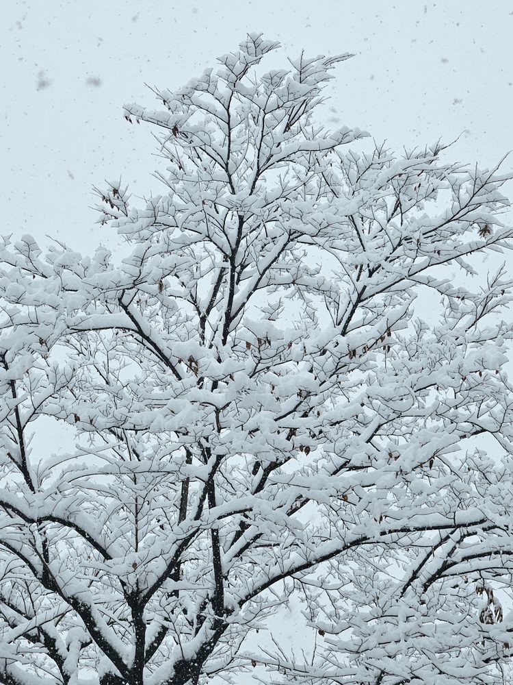 Snowy tree