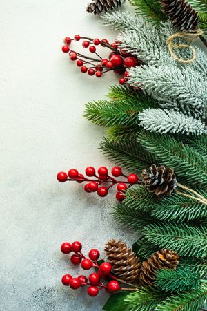 Fir branches lining side of image with berries and pine cone