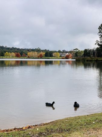 Two birds floating in the water of beautiful lake in fall
