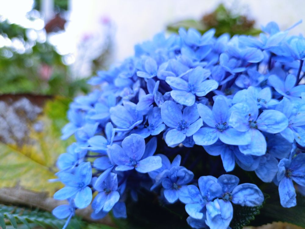 background of blue flowers in clusters
