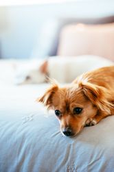 Two dogs laying down on bed