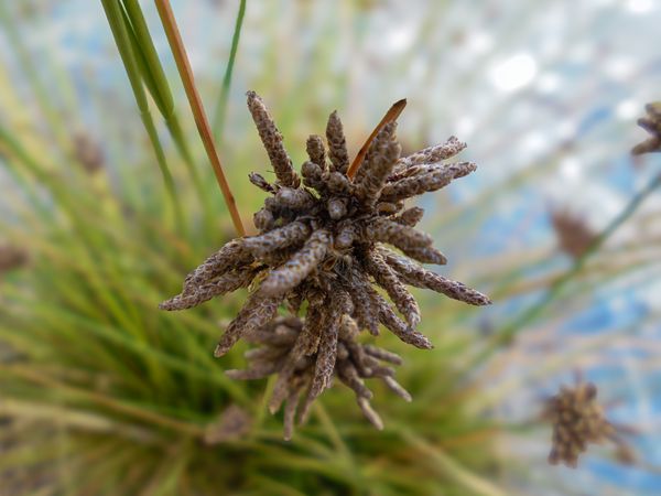 Bolboschoenus maritimus