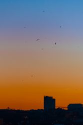 Birds in evening sky over city