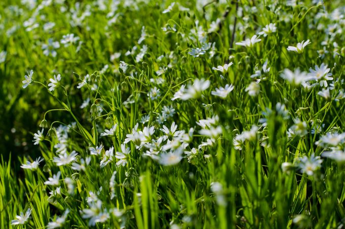 Close up of field of daisies