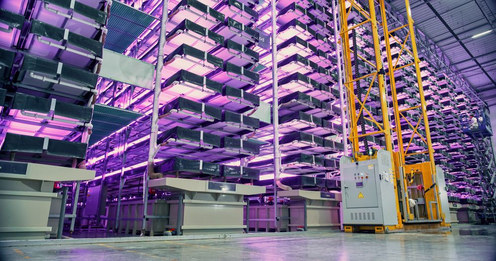 Vertical Farming Concept. Racks with Vertically Stacked Layers of Green Crops Growing in a Hydroponics System WIth UV Lights. Modern Agriculture Technology with Sustainable Use of Green Energy.