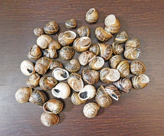 Snails In The Kitchen On Background