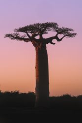 Wonderful sunset among giant baobabs