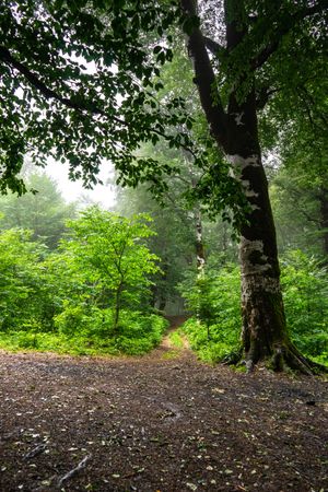 Misty morning in forest