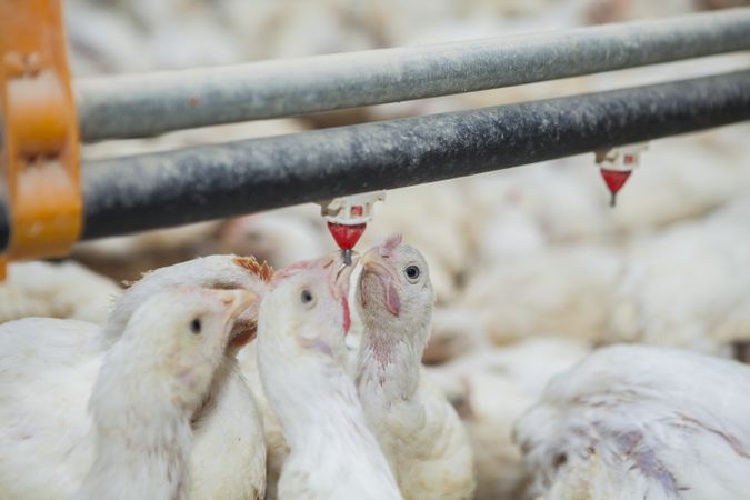 Poultry at chicken farm