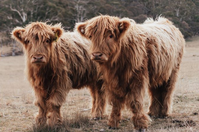 Two brown mountain cows