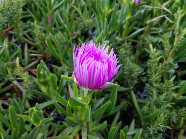 Ice-plant succulent blossom