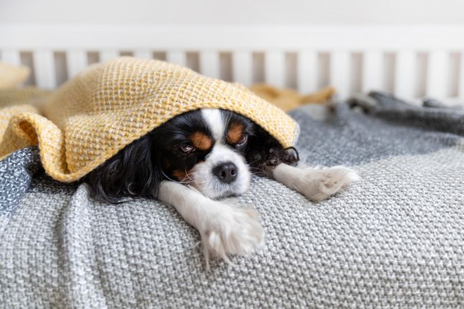Cavalier Spaniel hiding under a blanket in bed
