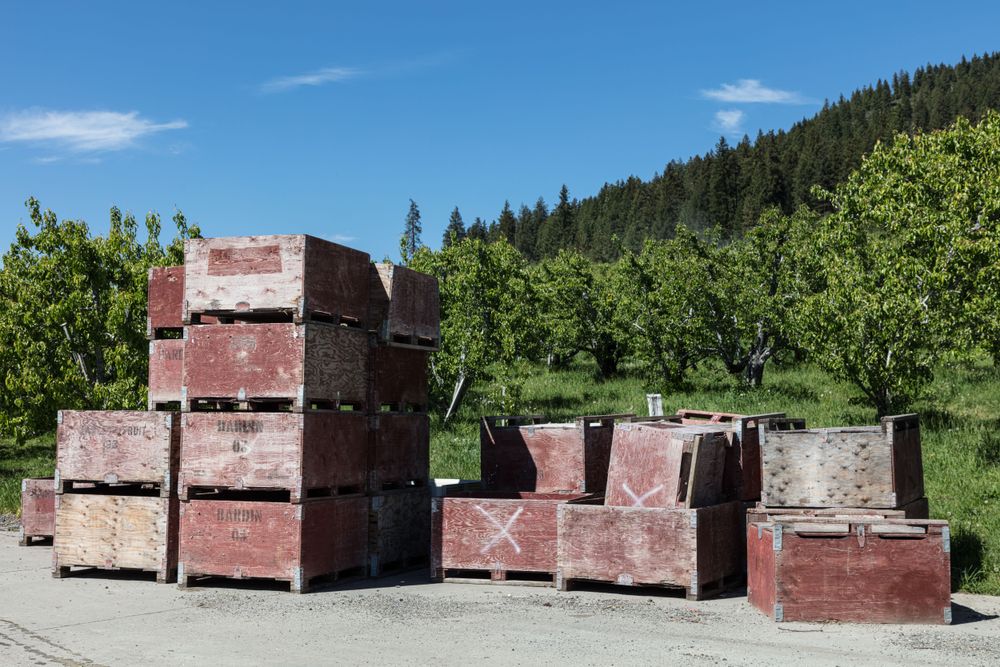 Fruit boxes, empty for now, outside an orchard Peshastin, Washington