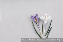 Spring, Easter floral composition with violet crocuses, saffron flowers on beige table 4myYW4