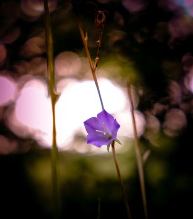Purple bellflower in a field with selective focus