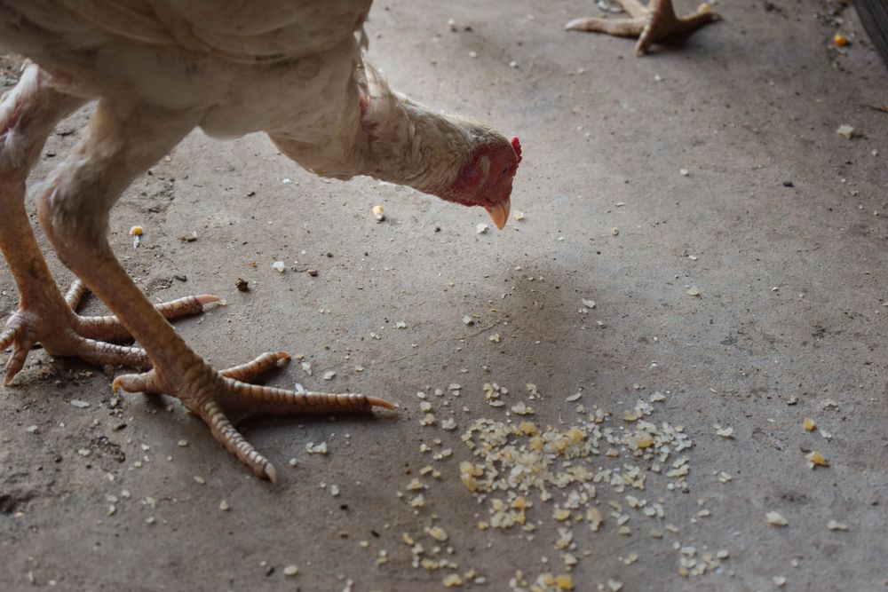 Close up of chicken pecking food from ground